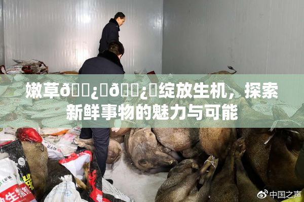 嫩草🌿‌🌿‌绽放生机，探索新鲜事物的魅力与可能