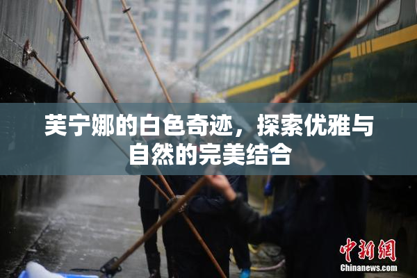 芙宁娜的白色奇迹，探索优雅与自然的完美结合