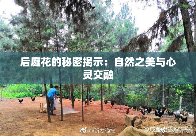 后庭花的秘密揭示：自然之美与心灵交融