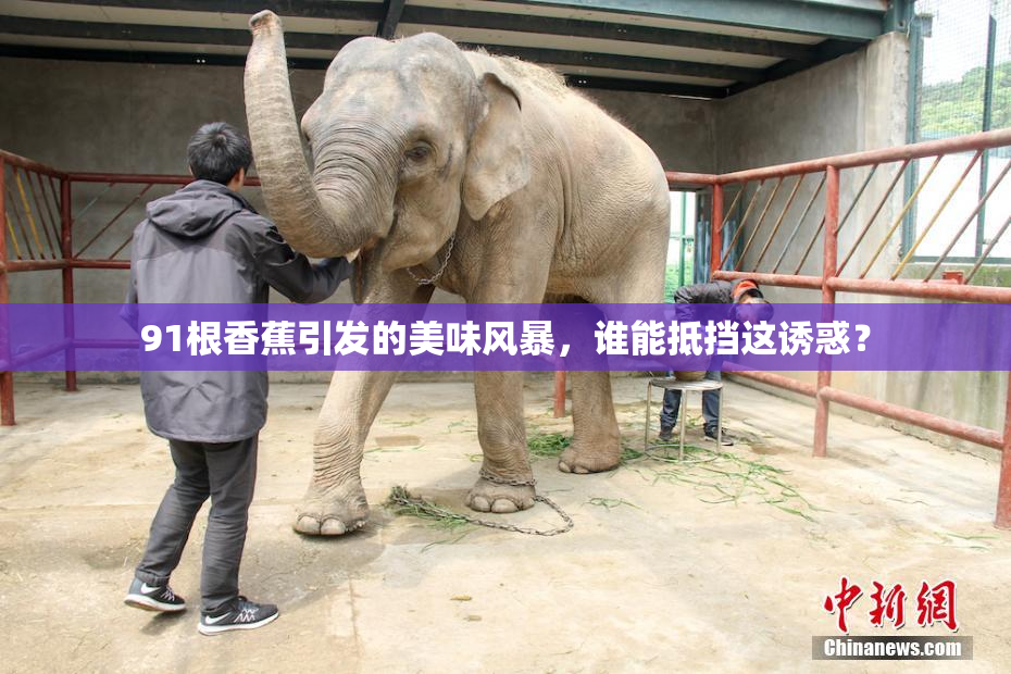 91根香蕉引发的美味风暴，谁能抵挡这诱惑？