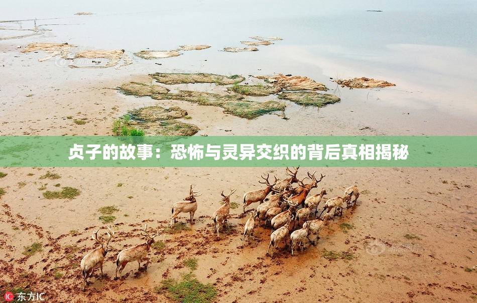 贞子的故事：恐怖与灵异交织的背后真相揭秘