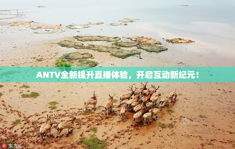 ANTV全新提升直播体验，开启互动新纪元！