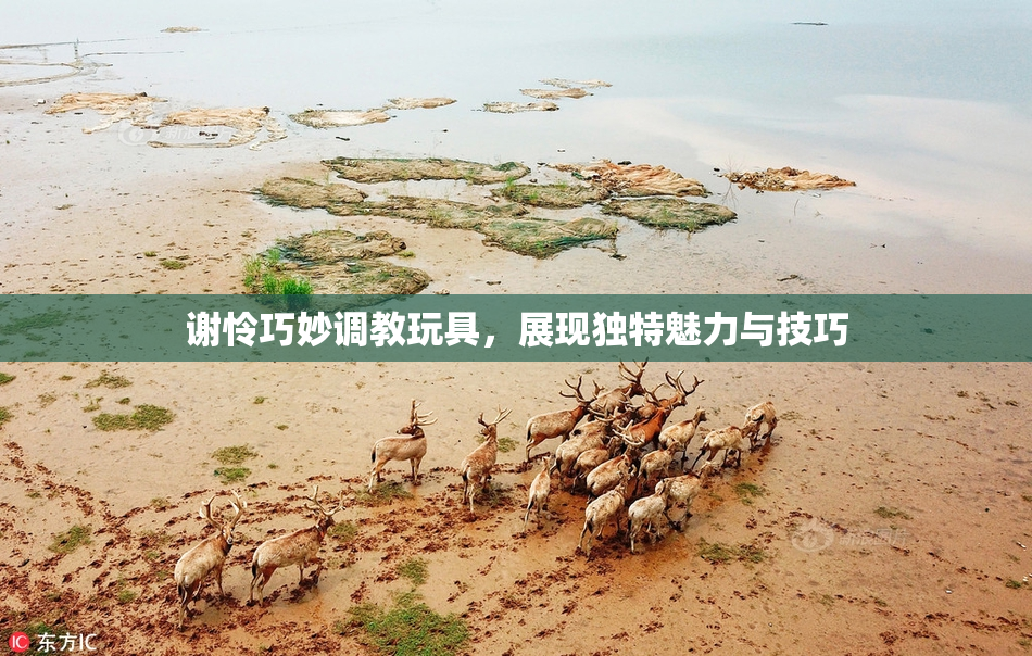 谢怜巧妙调教玩具，展现独特魅力与技巧
