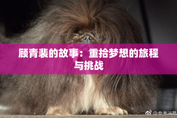 顾青裴的故事：重拾梦想的旅程与挑战