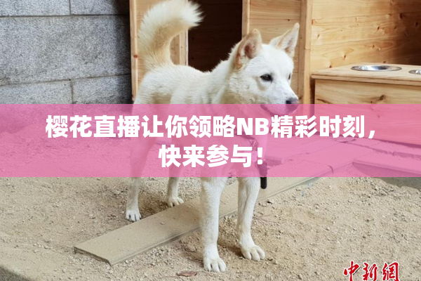 樱花直播让你领略NB精彩时刻，快来参与！