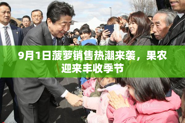 9月1日菠萝销售热潮来袭，果农迎来丰收季节