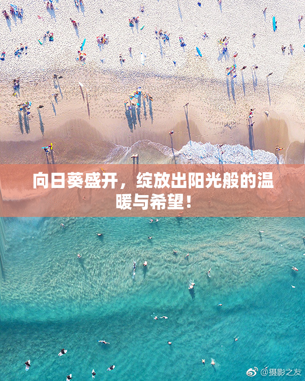 向日葵盛开，绽放出阳光般的温暖与希望！