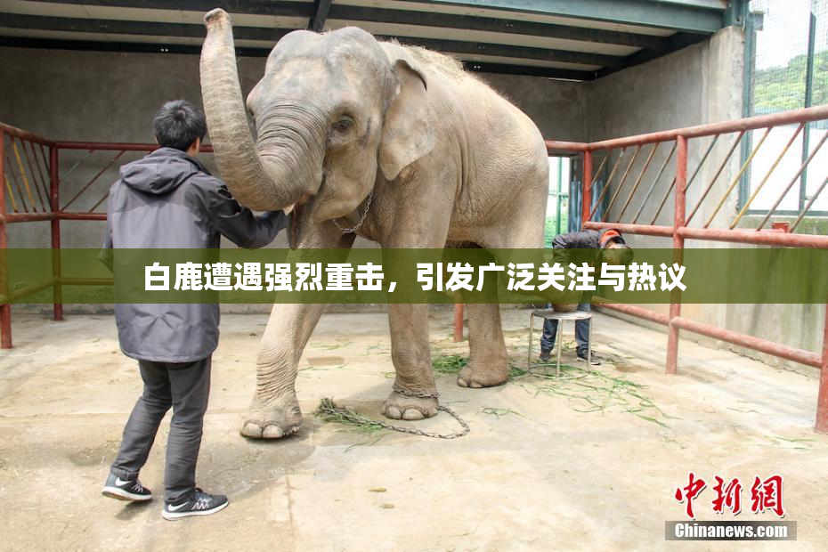 白鹿遭遇强烈重击，引发广泛关注与热议