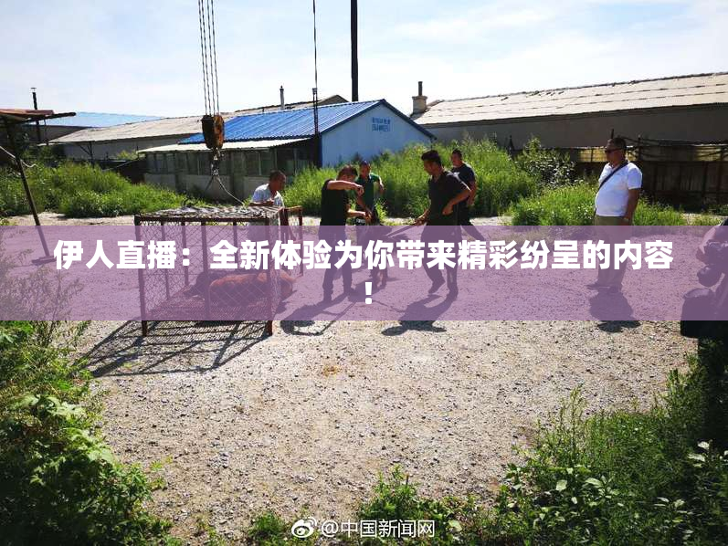 伊人直播：全新体验为你带来精彩纷呈的内容！