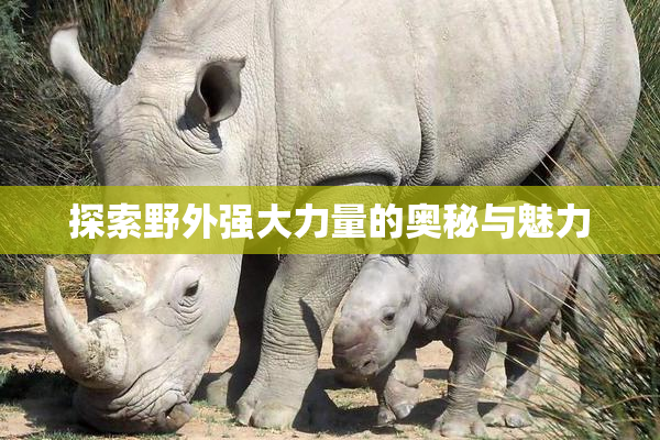 探索野外强大力量的奥秘与魅力