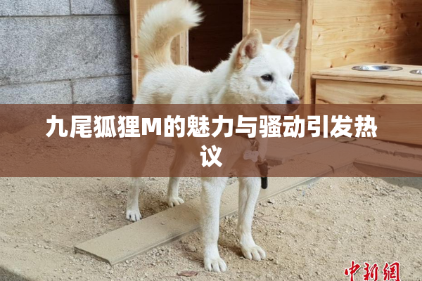 九尾狐狸M的魅力与骚动引发热议