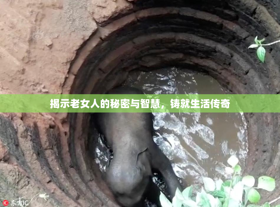 揭示老女人的秘密与智慧，铸就生活传奇