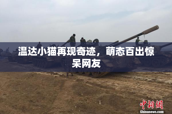 温达小猫再现奇迹，萌态百出惊呆网友