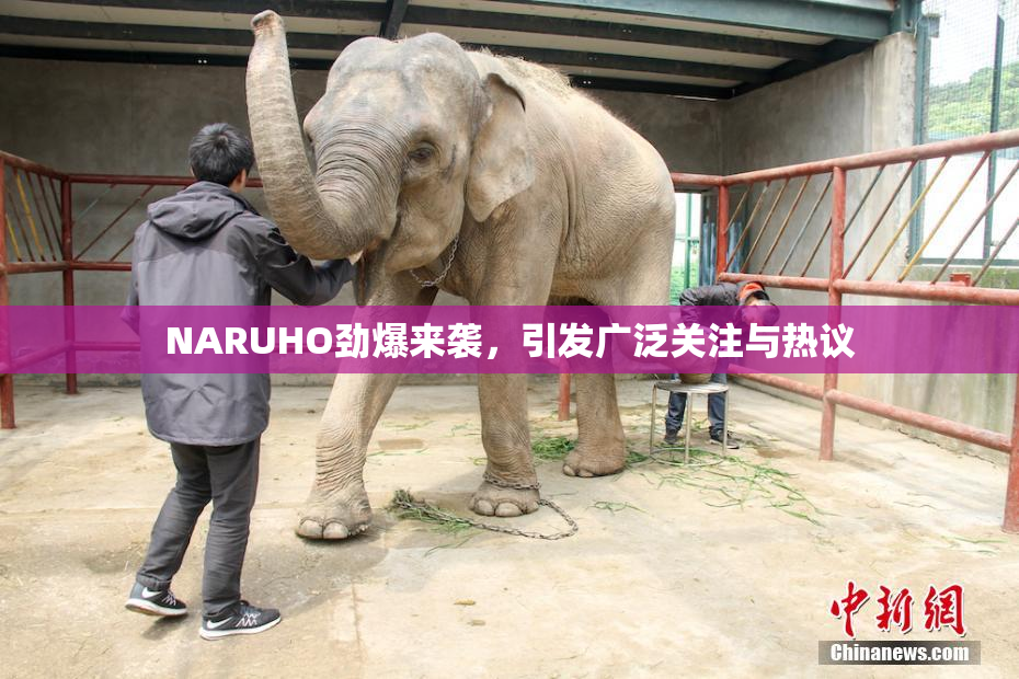 NARUHO劲爆来袭，引发广泛关注与热议