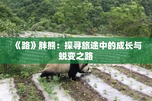《路》胖熊：探寻旅途中的成长与蜕变之路