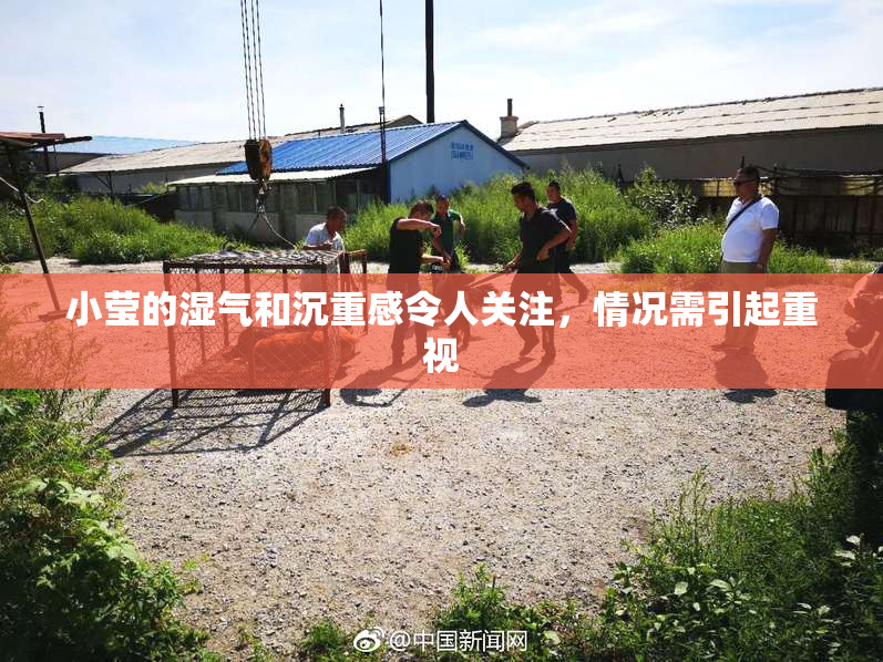 小莹的湿气和沉重感令人关注，情况需引起重视