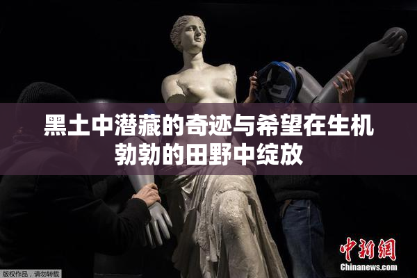 黑土中潜藏的奇迹与希望在生机勃勃的田野中绽放