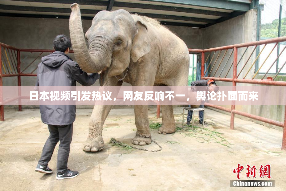 日本视频引发热议，网友反响不一，舆论扑面而来