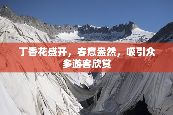 丁香花盛开，春意盎然，吸引众多游客欣赏