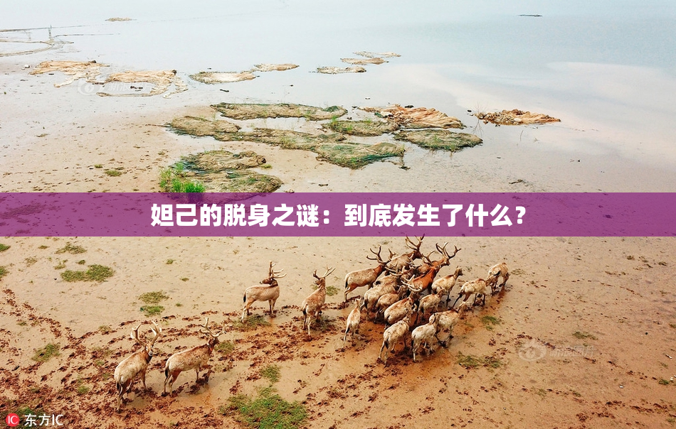 妲己的脱身之谜：到底发生了什么？
