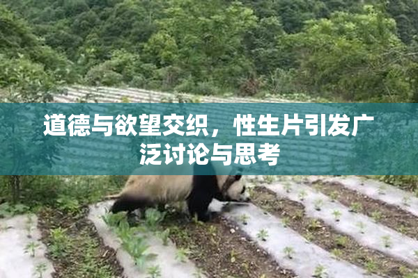 道德与欲望交织，性生片引发广泛讨论与思考