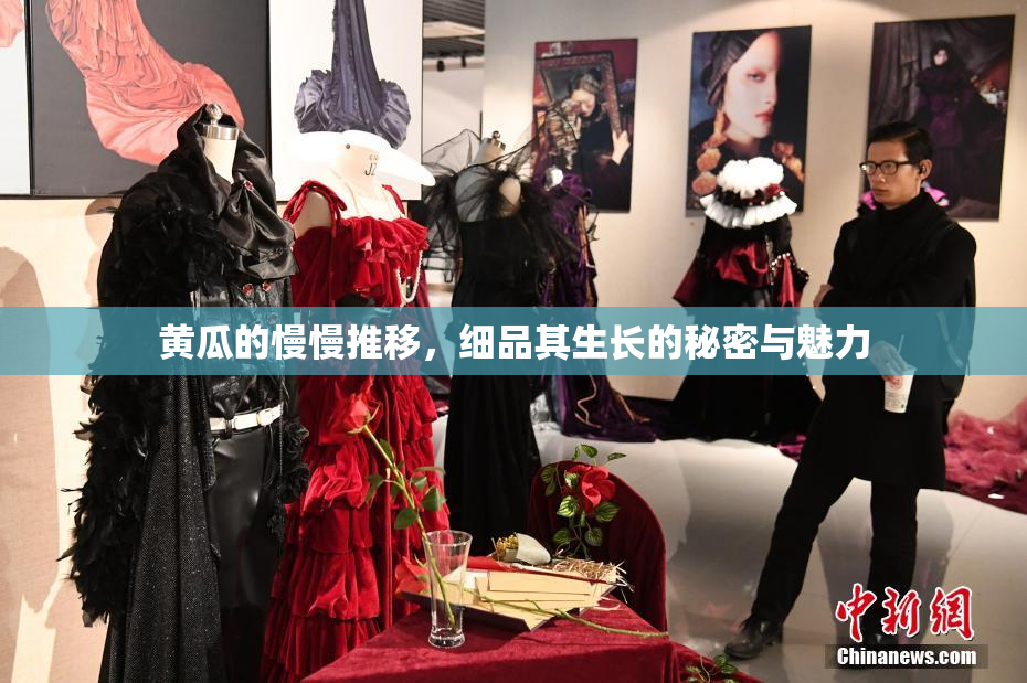 黄瓜的慢慢推移，细品其生长的秘密与魅力