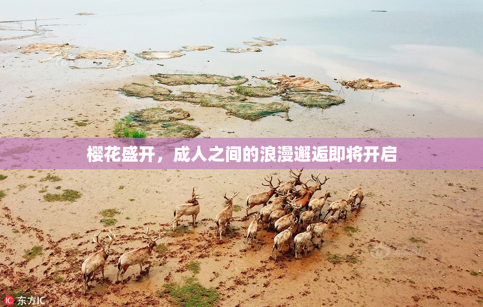 樱花盛开，成人之间的浪漫邂逅即将开启