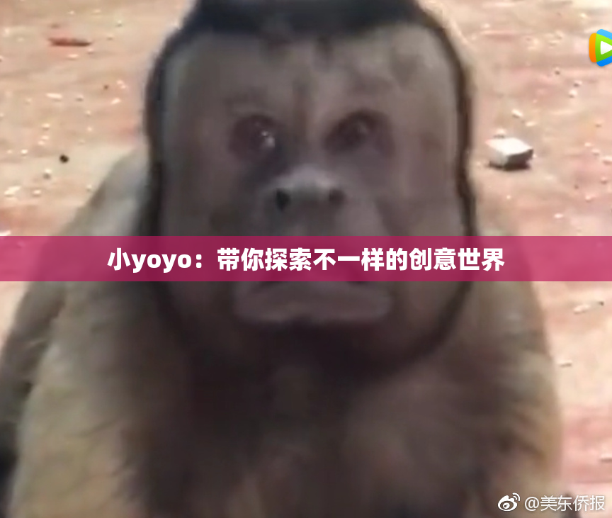 小yoyo：带你探索不一样的创意世界