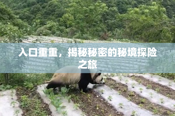 入口重重，揭秘秘密的秘境探险之旅