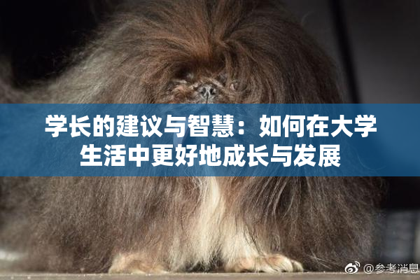 学长的建议与智慧：如何在大学生活中更好地成长与发展