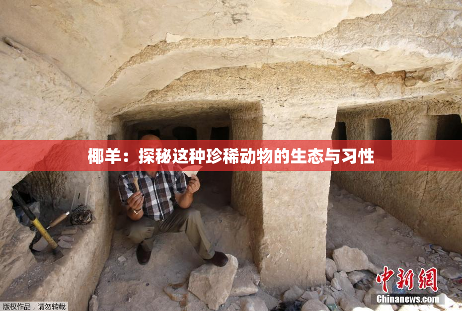 椰羊：探秘这种珍稀动物的生态与习性