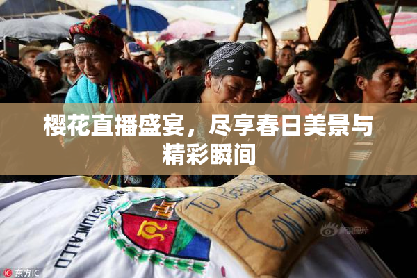 樱花直播盛宴，尽享春日美景与精彩瞬间