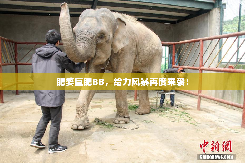肥婆巨肥BB，给力风暴再度来袭！