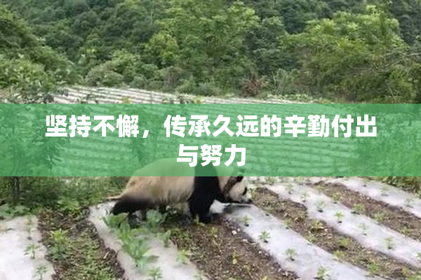 坚持不懈，传承久远的辛勤付出与努力