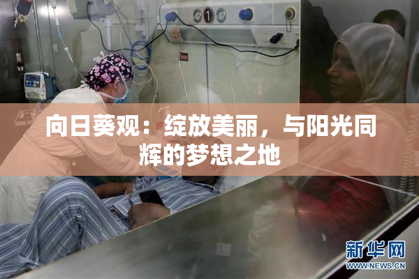 向日葵观：绽放美丽，与阳光同辉的梦想之地
