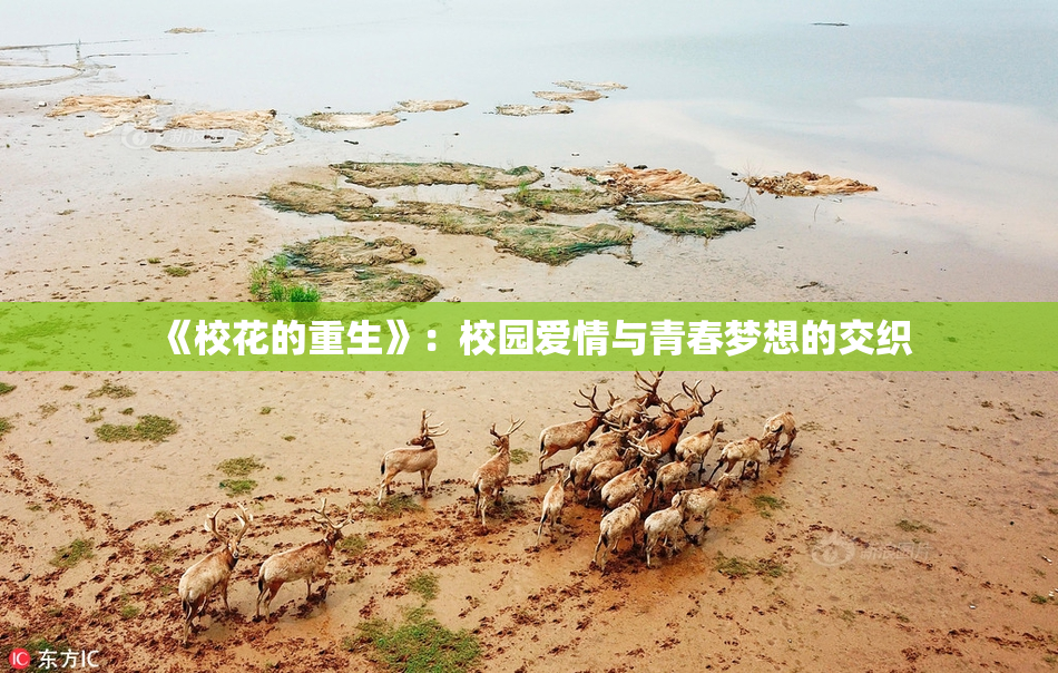 《校花的重生》：校园爱情与青春梦想的交织