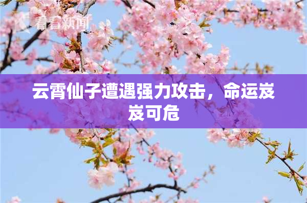 云霄仙子遭遇强力攻击，命运岌岌可危
