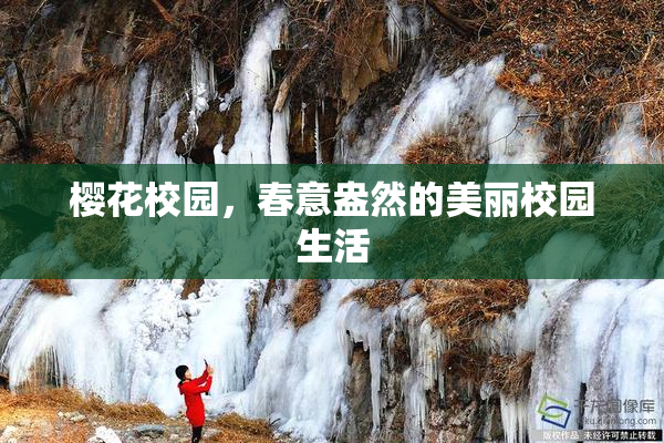 樱花校园，春意盎然的美丽校园生活