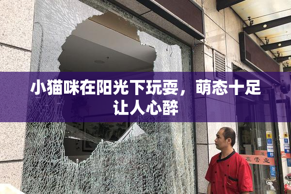 小猫咪在阳光下玩耍，萌态十足让人心醉