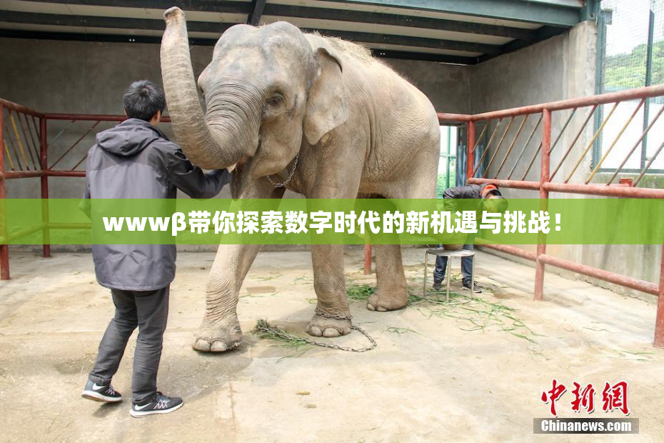wwwβ带你探索数字时代的新机遇与挑战！