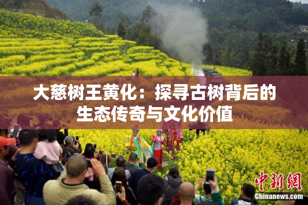 大慈树王黄化：探寻古树背后的生态传奇与文化价值