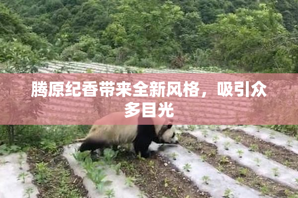 腾原纪香带来全新风格，吸引众多目光