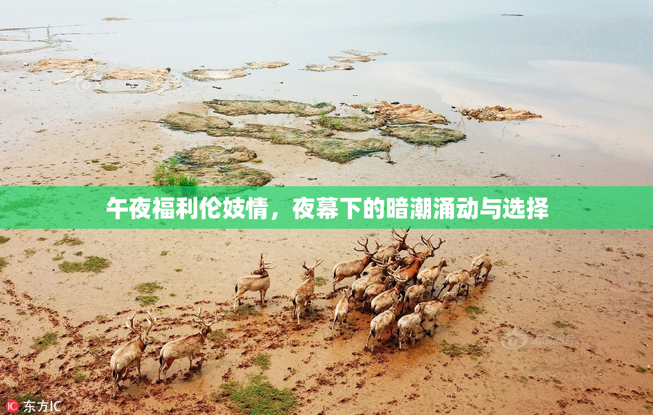 午夜福利伦妓情，夜幕下的暗潮涌动与选择