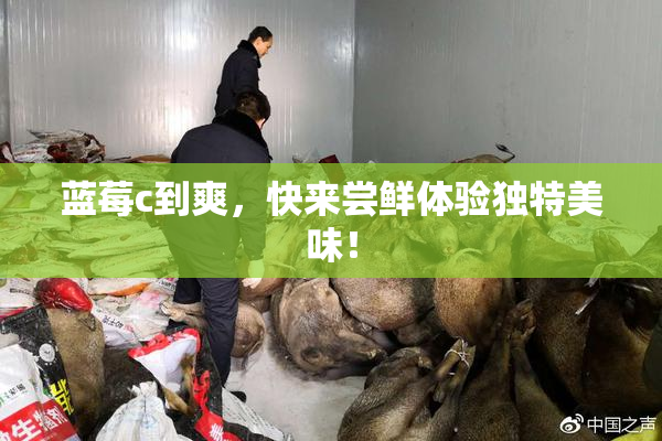 蓝莓c到爽，快来尝鲜体验独特美味！