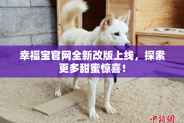 幸福宝官网全新改版上线，探索更多甜蜜惊喜！
