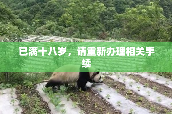 已满十八岁，请重新办理相关手续