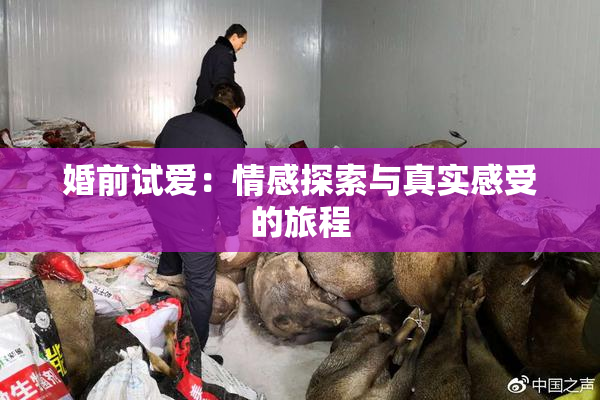 婚前试爱：情感探索与真实感受的旅程