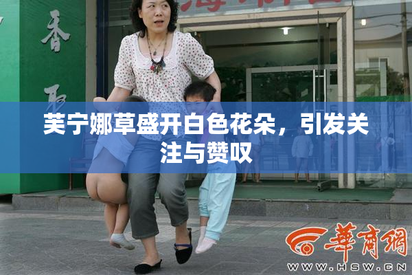 芙宁娜草盛开白色花朵，引发关注与赞叹