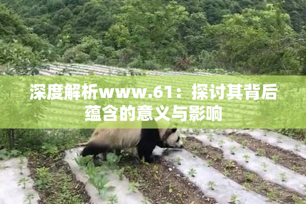 深度解析www.61：探讨其背后蕴含的意义与影响