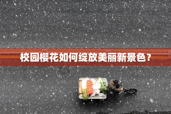 校园樱花如何绽放美丽新景色？